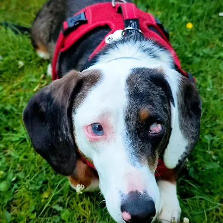 Hipyrenees Bagnères-de-Bigorre