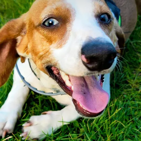 Nocleg ze śniadaniem Hipyrenees