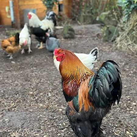 Hipyrenees Nocleg ze śniadaniem 3*